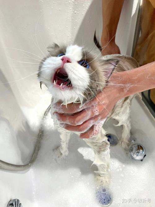 猫咪打针前可以洗澡吗_猫咪打针前几天可以洗澡-第2张图片-后鲨宠物 猫咪打针前可以洗澡吗_猫咪打针前几天可以洗澡-第2张图片-后鲨宠物