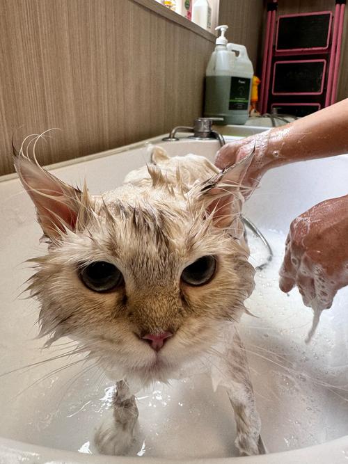 猫咪打针前可以洗澡吗_猫咪打针前几天可以洗澡-第3张图片-后鲨宠物 猫咪打针前可以洗澡吗_猫咪打针前几天可以洗澡-第3张图片-后鲨宠物
