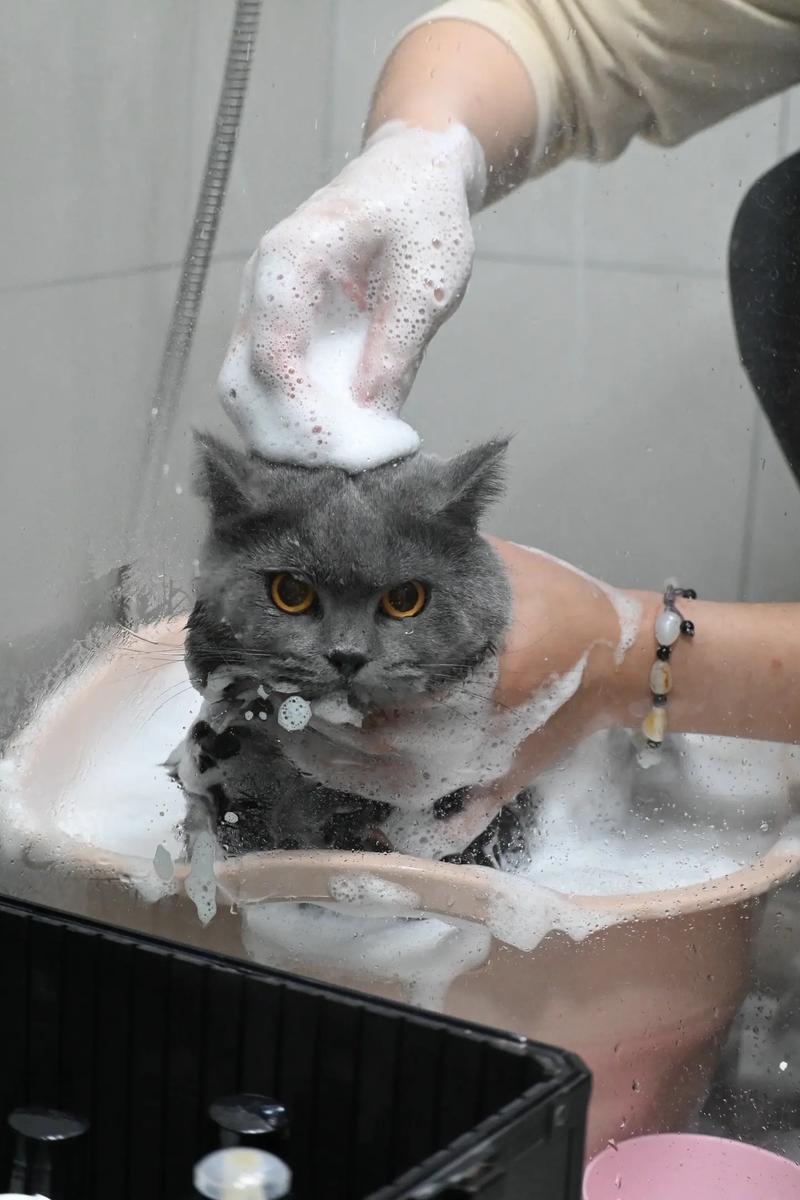 猫咪打针前可以洗澡吗_猫咪打针前几天可以洗澡-第4张图片-后鲨宠物 猫咪打针前可以洗澡吗_猫咪打针前几天可以洗澡-第4张图片-后鲨宠物