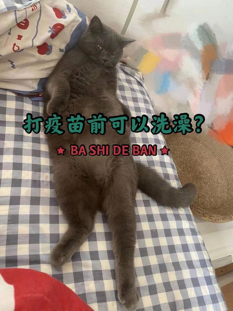 猫咪打针前可以洗澡吗_猫咪打针前几天可以洗澡-第6张图片-后鲨宠物 猫咪打针前可以洗澡吗_猫咪打针前几天可以洗澡-第6张图片-后鲨宠物