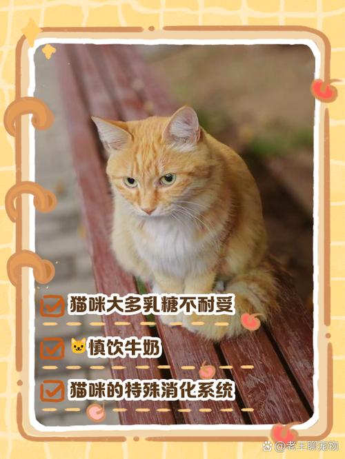 猫咪可以喝奶吗，小奶猫吃什么？-第3张图片-后鲨宠物