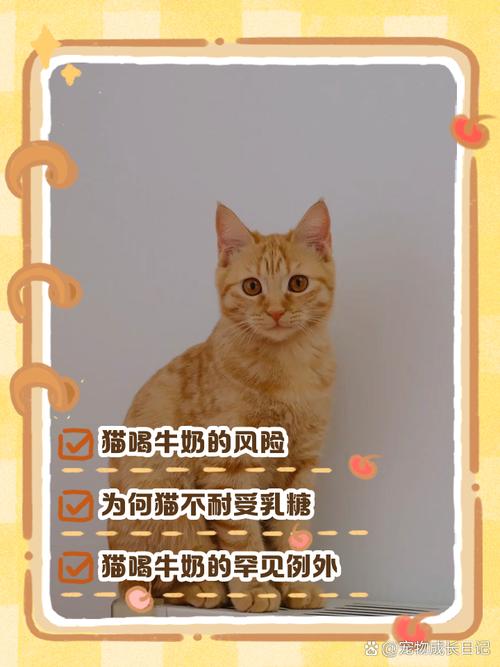 猫咪可以喝奶吗，小奶猫吃什么？-第5张图片-后鲨宠物