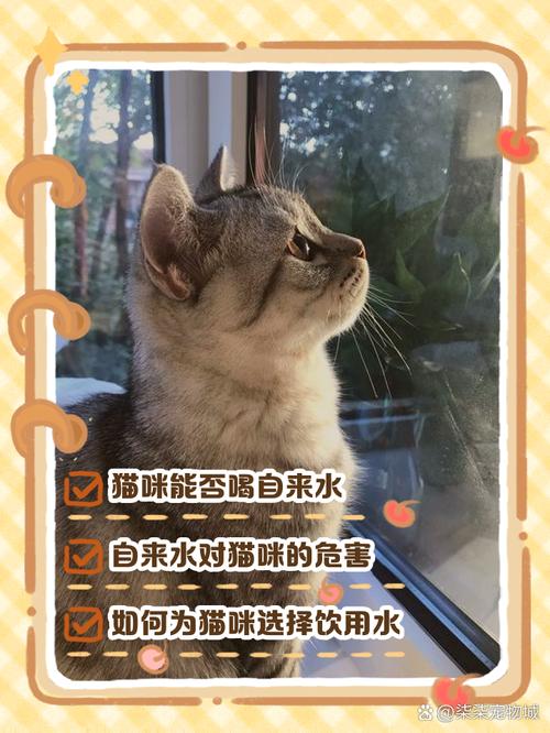 猫咪喝自来水会怎么样,猫咪喝自来水怎么办?-第3张图片-后鲨宠物 猫咪喝自来水会怎么样,猫咪喝自来水怎么办?-第3张图片-后鲨宠物