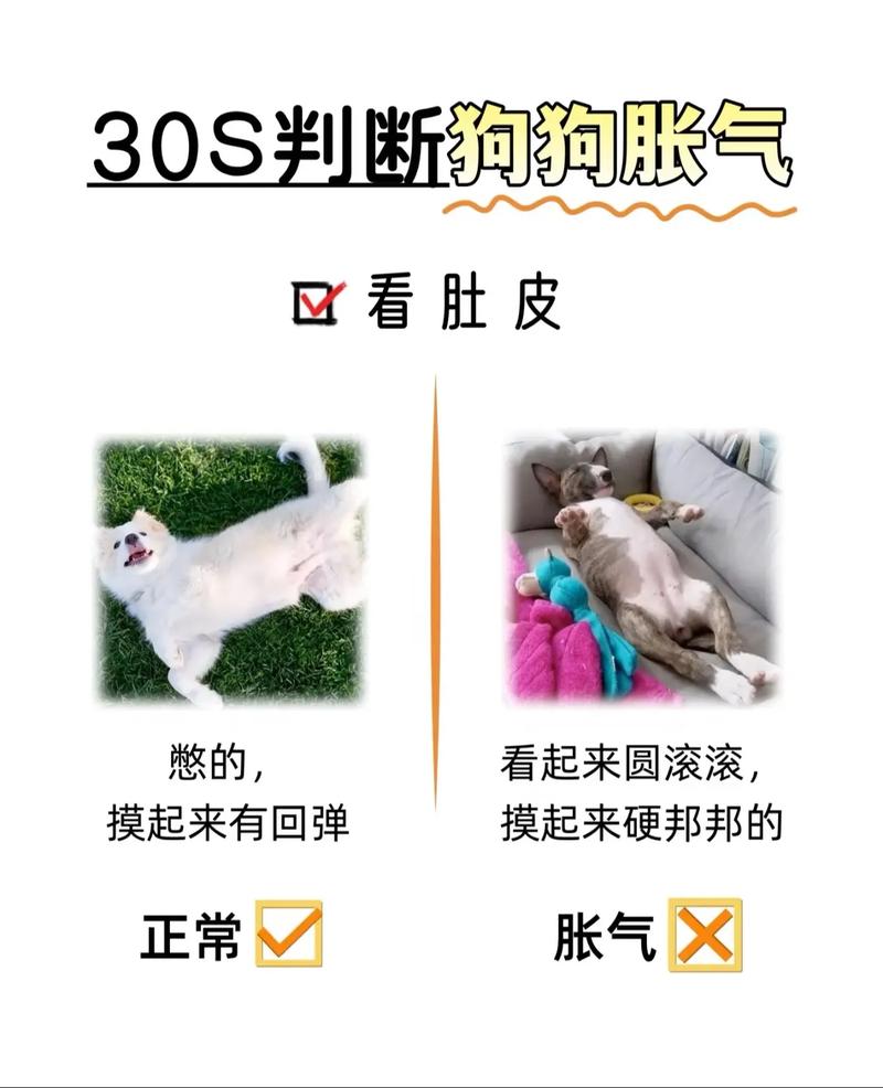 狗狗积食怎么办,狗积食有几天能好-第2张图片-后鲨宠物 狗狗积食怎么办,狗积食有几天能好-第2张图片-后鲨宠物