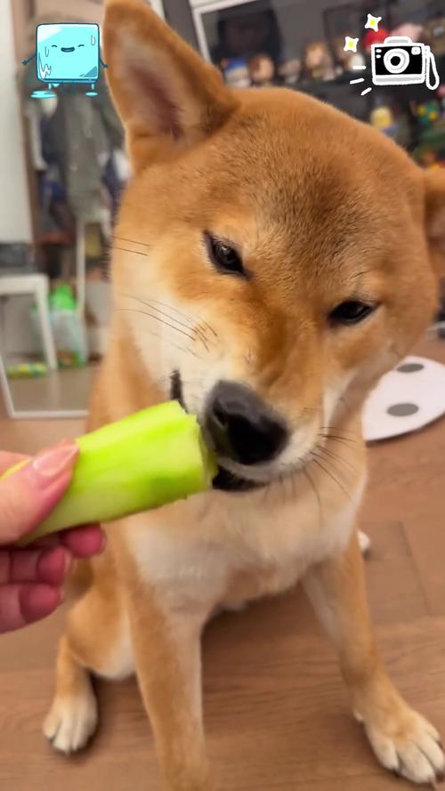 泰迪狗狗可以吃黄瓜吗,泰迪可以吃黄瓜水果和蔬菜-第1张图片-后鲨宠物 泰迪狗狗可以吃黄瓜吗,泰迪可以吃黄瓜水果和蔬菜-第1张图片-后鲨宠物