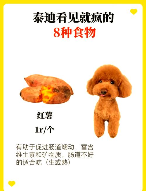 泰迪狗狗可以吃黄瓜吗,泰迪可以吃黄瓜水果和蔬菜-第2张图片-后鲨宠物 泰迪狗狗可以吃黄瓜吗,泰迪可以吃黄瓜水果和蔬菜-第2张图片-后鲨宠物