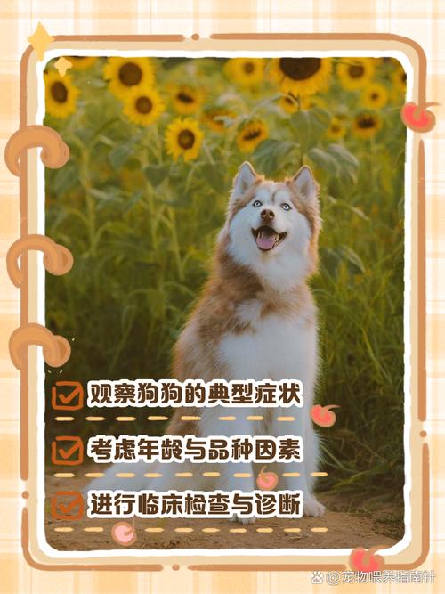 怎么知道狗狗得了细小_怎么确定狗狗得了细小-第1张图片-后鲨宠物 怎么知道狗狗得了细小_怎么确定狗狗得了细小-第1张图片-后鲨宠物