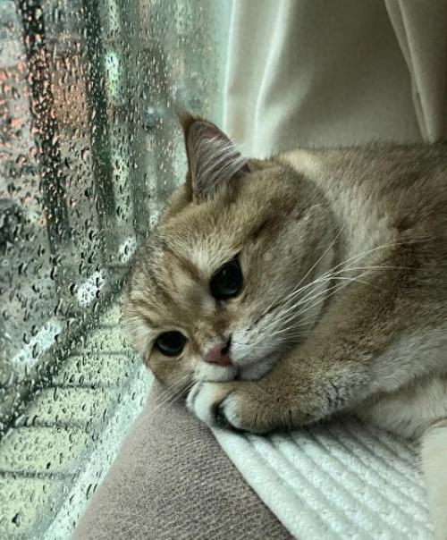 猫咪伤心的表现,猫咪一生认几个主人-第2张图片-后鲨宠物 猫咪伤心的表现,猫咪一生认几个主人-第2张图片-后鲨宠物