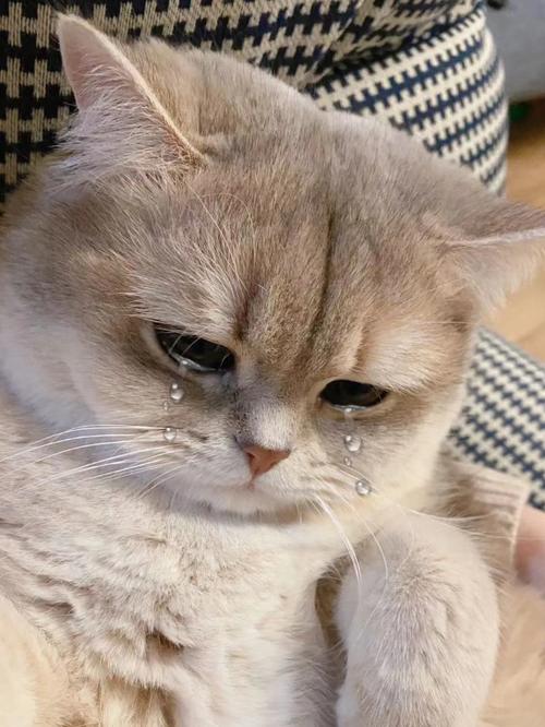 猫咪伤心的表现,猫咪一生认几个主人-第4张图片-后鲨宠物 猫咪伤心的表现,猫咪一生认几个主人-第4张图片-后鲨宠物