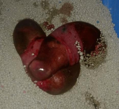 猫咪有几个胎盘_猫咪几个胎盘正常-第3张图片-后鲨宠物 猫咪有几个胎盘_猫咪几个胎盘正常-第3张图片-后鲨宠物