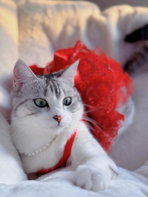 猫咪有几个胎盘_猫咪几个胎盘正常-第4张图片-后鲨宠物 猫咪有几个胎盘_猫咪几个胎盘正常-第4张图片-后鲨宠物