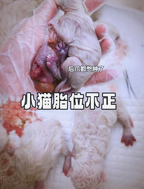 猫咪有几个胎盘_猫咪几个胎盘正常-第5张图片-后鲨宠物 猫咪有几个胎盘_猫咪几个胎盘正常-第5张图片-后鲨宠物