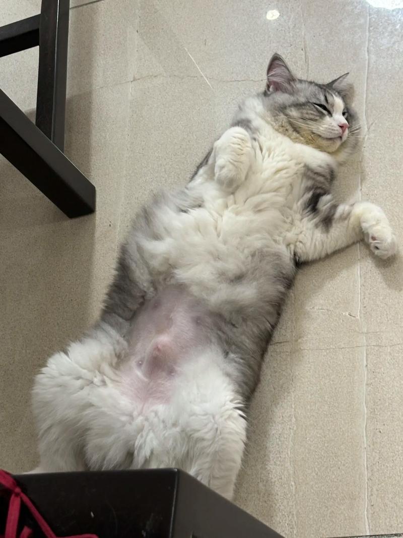 猫咪肚子圆鼓鼓的很硬,猫咪肚子圆鼓鼓的很硬怎么回事-第1张图片-后鲨宠物 猫咪肚子圆鼓鼓的很硬,猫咪肚子圆鼓鼓的很硬怎么回事-第1张图片-后鲨宠物