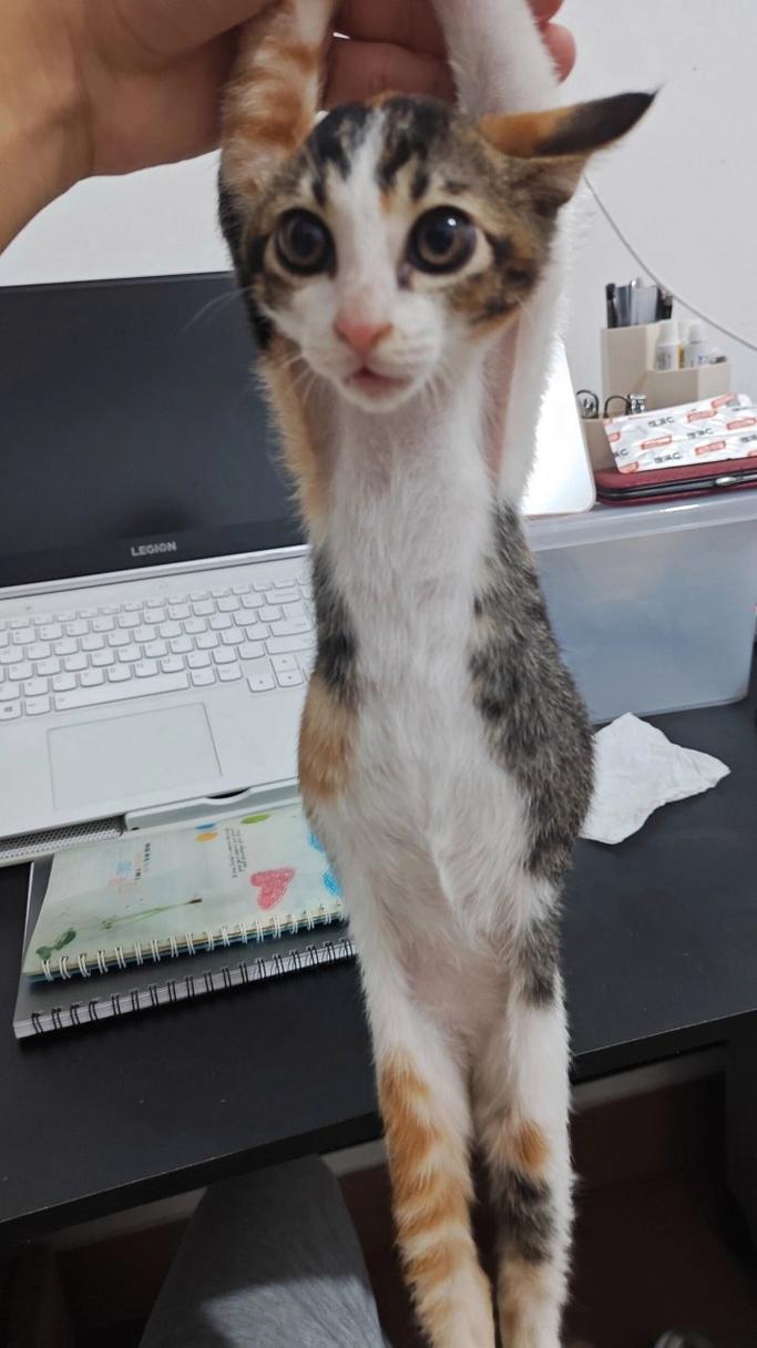 猫咪肚子圆鼓鼓的很硬,猫咪肚子圆鼓鼓的很硬怎么回事-第2张图片-后鲨宠物 猫咪肚子圆鼓鼓的很硬,猫咪肚子圆鼓鼓的很硬怎么回事-第2张图片-后鲨宠物