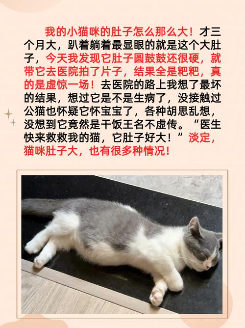 猫咪肚子圆鼓鼓的很硬,猫咪肚子圆鼓鼓的很硬怎么回事-第4张图片-后鲨宠物 猫咪肚子圆鼓鼓的很硬,猫咪肚子圆鼓鼓的很硬怎么回事-第4张图片-后鲨宠物