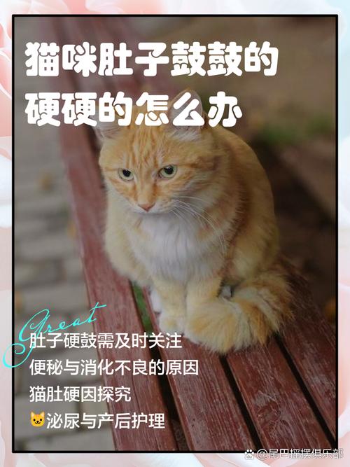 猫咪肚子圆鼓鼓的很硬,猫咪肚子圆鼓鼓的很硬怎么回事-第5张图片-后鲨宠物 猫咪肚子圆鼓鼓的很硬,猫咪肚子圆鼓鼓的很硬怎么回事-第5张图片-后鲨宠物