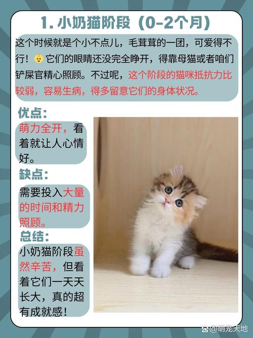 猫咪几个月算成猫,猫8个月是成猫还是幼猫-第1张图片-后鲨宠物 猫咪几个月算成猫,猫8个月是成猫还是幼猫-第1张图片-后鲨宠物