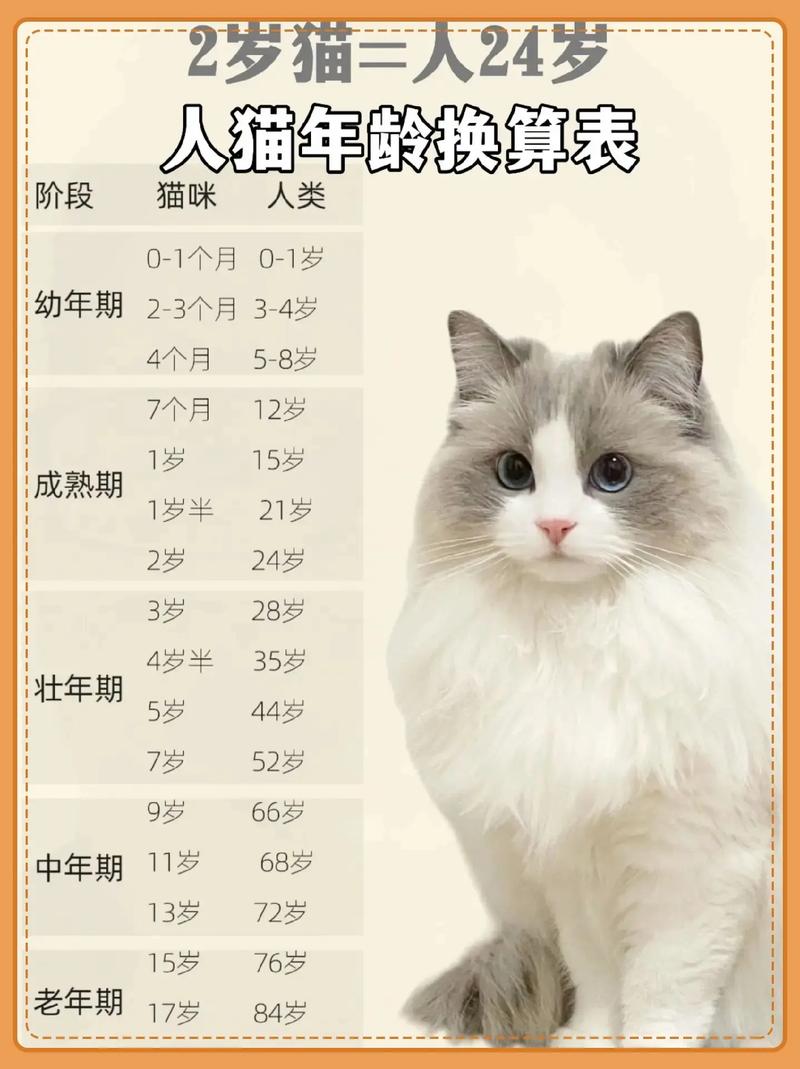 猫咪几个月算成猫,猫8个月是成猫还是幼猫-第6张图片-后鲨宠物 猫咪几个月算成猫,猫8个月是成猫还是幼猫-第6张图片-后鲨宠物