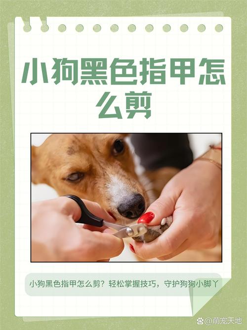  狗狗几个月可以剪指甲，狗狗几个月剪指甲比较好-第6张图片-后鲨宠物
