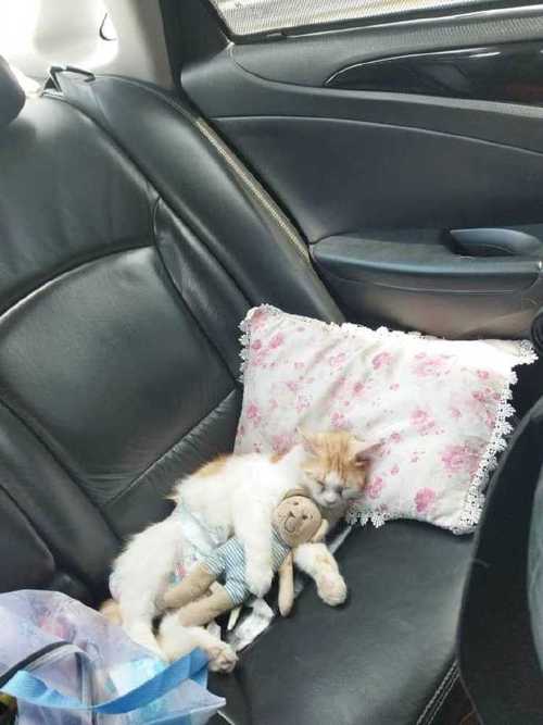 猫咪可以放后备箱多久,猫可以在后备箱呆多久?-第1张图片-后鲨宠物 猫咪可以放后备箱多久,猫可以在后备箱呆多久?-第1张图片-后鲨宠物