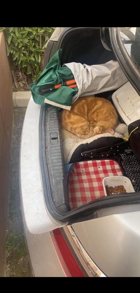猫咪可以放后备箱多久,猫可以在后备箱呆多久?-第2张图片-后鲨宠物 猫咪可以放后备箱多久,猫可以在后备箱呆多久?-第2张图片-后鲨宠物