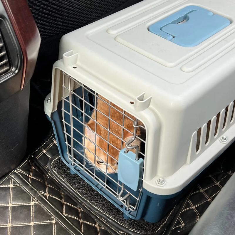 猫咪可以放后备箱多久,猫可以在后备箱呆多久?-第3张图片-后鲨宠物 猫咪可以放后备箱多久,猫可以在后备箱呆多久?-第3张图片-后鲨宠物