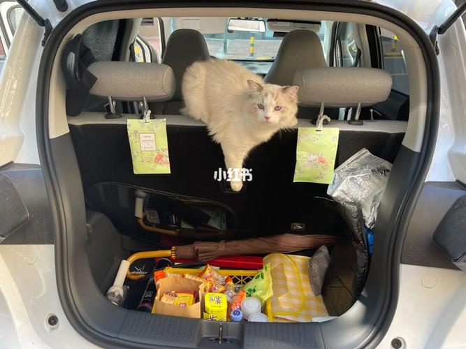 猫咪可以放后备箱多久,猫可以在后备箱呆多久?-第4张图片-后鲨宠物 猫咪可以放后备箱多久,猫可以在后备箱呆多久?-第4张图片-后鲨宠物