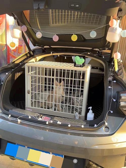 猫咪可以放后备箱多久,猫可以在后备箱呆多久?-第5张图片-后鲨宠物 猫咪可以放后备箱多久,猫可以在后备箱呆多久?-第5张图片-后鲨宠物