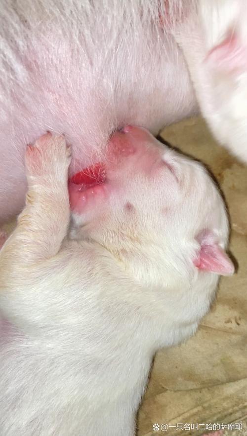 狗狗临产前的症状,狗狗临产前几天的征兆全面的介绍?-第3张图片-后鲨宠物 狗狗临产前的症状,狗狗临产前几天的征兆全面的介绍?-第3张图片-后鲨宠物