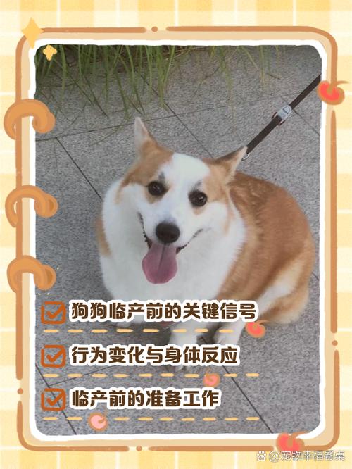 狗狗临产前的症状,狗狗临产前几天的征兆全面的介绍?-第5张图片-后鲨宠物 狗狗临产前的症状,狗狗临产前几天的征兆全面的介绍?-第5张图片-后鲨宠物