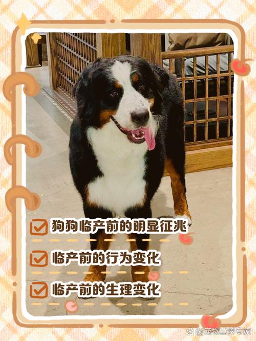 狗狗临产前的症状,狗狗临产前几天的征兆全面的介绍?-第6张图片-后鲨宠物 狗狗临产前的症状,狗狗临产前几天的征兆全面的介绍?-第6张图片-后鲨宠物