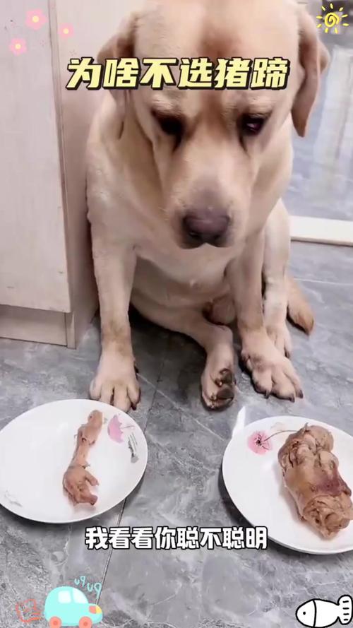 狗狗可以吃猪蹄吗,狗能吃猪蹄肉吗?-第2张图片-后鲨宠物 狗狗可以吃猪蹄吗,狗能吃猪蹄肉吗?-第2张图片-后鲨宠物