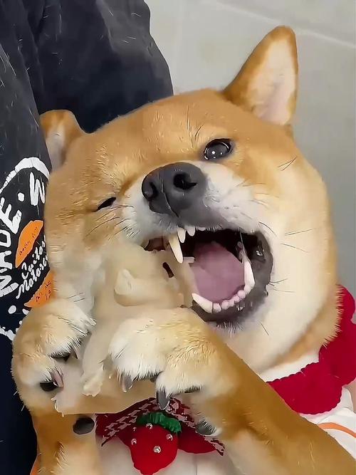 狗狗可以吃猪蹄吗,狗能吃猪蹄肉吗?-第3张图片-后鲨宠物 狗狗可以吃猪蹄吗,狗能吃猪蹄肉吗?-第3张图片-后鲨宠物