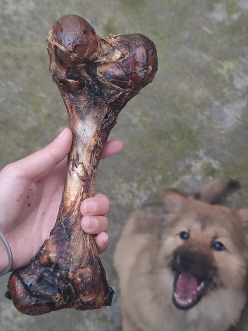 狗狗可以吃猪蹄吗,狗能吃猪蹄肉吗?-第4张图片-后鲨宠物 狗狗可以吃猪蹄吗,狗能吃猪蹄肉吗?-第4张图片-后鲨宠物