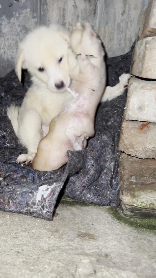 狗狗可以吃猪蹄吗,狗能吃猪蹄肉吗?-第5张图片-后鲨宠物 狗狗可以吃猪蹄吗,狗能吃猪蹄肉吗?-第5张图片-后鲨宠物