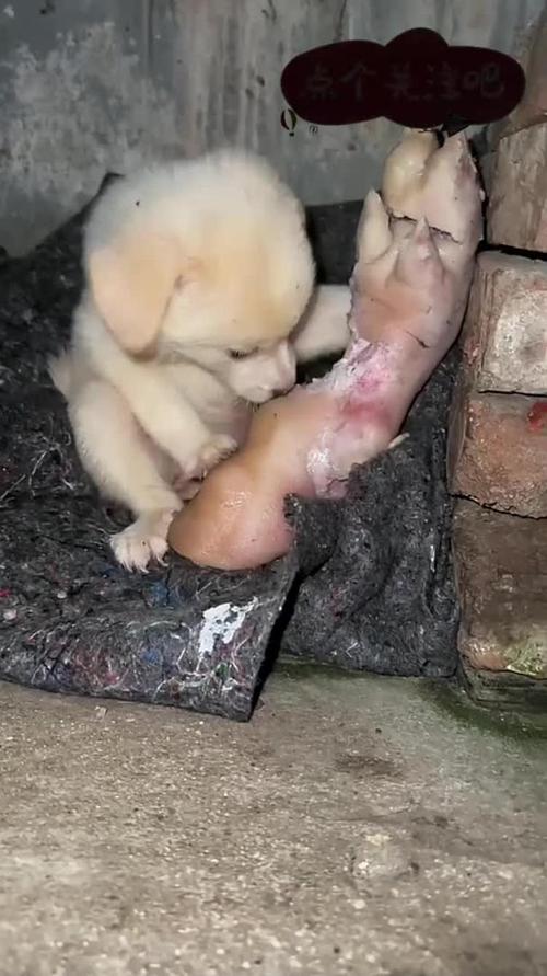 狗狗可以吃猪蹄吗,狗能吃猪蹄肉吗?-第6张图片-后鲨宠物 狗狗可以吃猪蹄吗,狗能吃猪蹄肉吗?-第6张图片-后鲨宠物