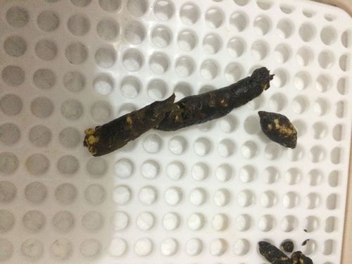 狗狗拉硬屎是什么原因,狗狗拉硬粑粑怎么回事?-第1张图片-后鲨宠物 狗狗拉硬屎是什么原因,狗狗拉硬粑粑怎么回事?-第1张图片-后鲨宠物