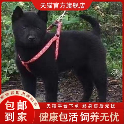 狗狗拉硬屎是什么原因,狗狗拉硬粑粑怎么回事?-第2张图片-后鲨宠物 狗狗拉硬屎是什么原因,狗狗拉硬粑粑怎么回事?-第2张图片-后鲨宠物