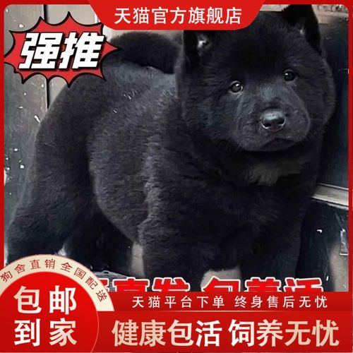 狗狗拉硬屎是什么原因,狗狗拉硬粑粑怎么回事?-第3张图片-后鲨宠物 狗狗拉硬屎是什么原因,狗狗拉硬粑粑怎么回事?-第3张图片-后鲨宠物