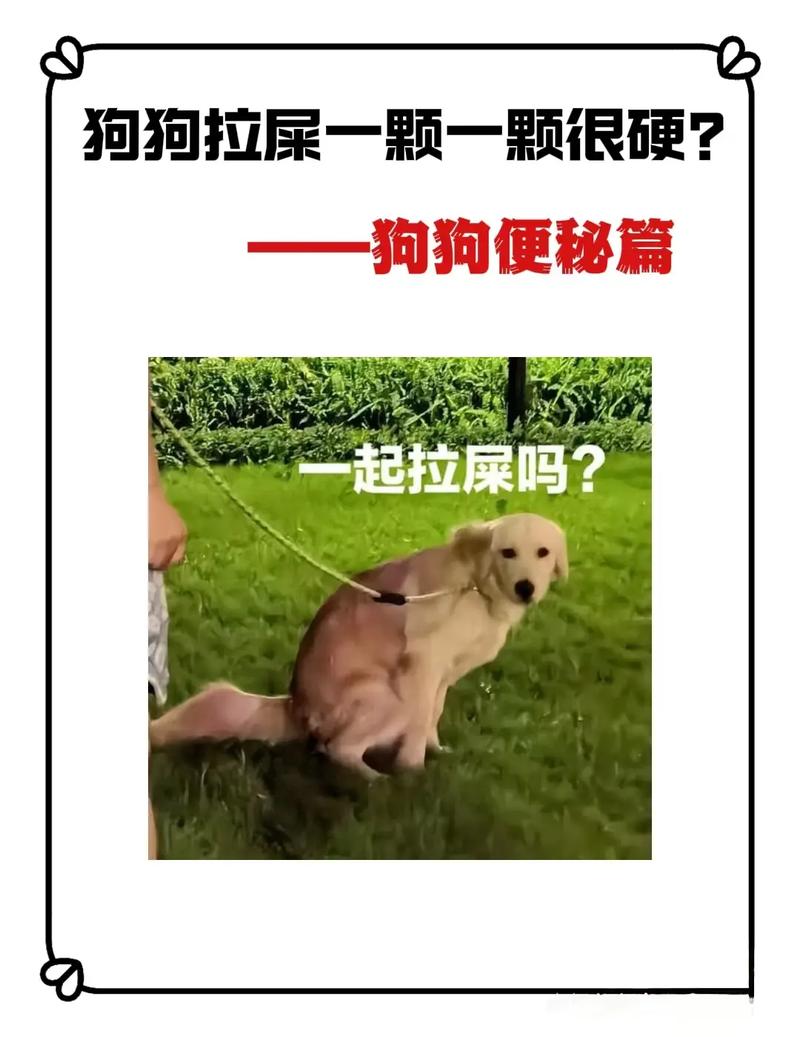 狗狗拉硬屎是什么原因,狗狗拉硬粑粑怎么回事?-第5张图片-后鲨宠物 狗狗拉硬屎是什么原因,狗狗拉硬粑粑怎么回事?-第5张图片-后鲨宠物