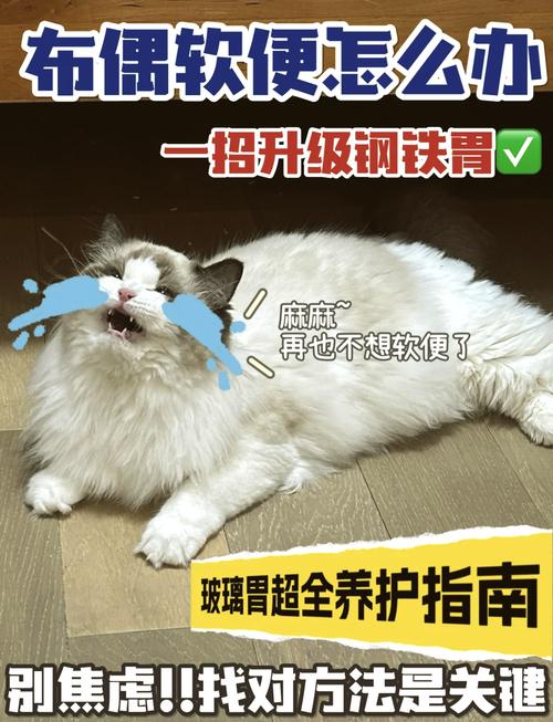 换猫粮猫咪拉稀怎么办_猫换粮拉稀会自愈吗-第3张图片-后鲨宠物 换猫粮猫咪拉稀怎么办_猫换粮拉稀会自愈吗-第3张图片-后鲨宠物
