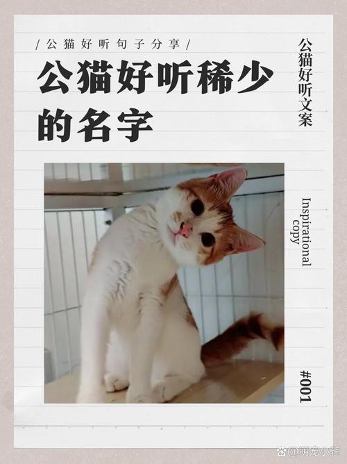 最可爱的猫咪排名前十,最可爱得猫?-第6张图片-后鲨宠物 最可爱的猫咪排名前十,最可爱得猫?-第6张图片-后鲨宠物