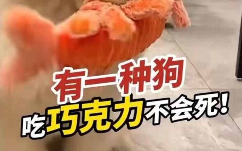 狗狗能吃巧克力蛋糕吗,小狗可以吃巧克力蛋糕吗-第5张图片-后鲨宠物 狗狗能吃巧克力蛋糕吗,小狗可以吃巧克力蛋糕吗-第5张图片-后鲨宠物