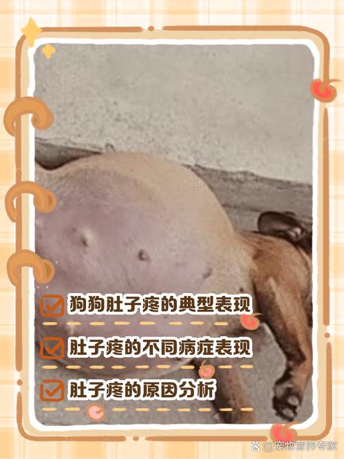 狗狗肚子疼的表现_狗狗胀肚子最快的解决方法-第2张图片-后鲨宠物 狗狗肚子疼的表现_狗狗胀肚子最快的解决方法-第2张图片-后鲨宠物