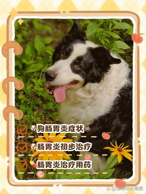 狗狗肚子疼的表现_狗狗胀肚子最快的解决方法-第5张图片-后鲨宠物 狗狗肚子疼的表现_狗狗胀肚子最快的解决方法-第5张图片-后鲨宠物
