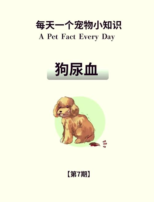 狗狗害怕怎么办_狗狗害怕怎么办安抚-第1张图片-后鲨宠物 狗狗害怕怎么办_狗狗害怕怎么办安抚-第1张图片-后鲨宠物