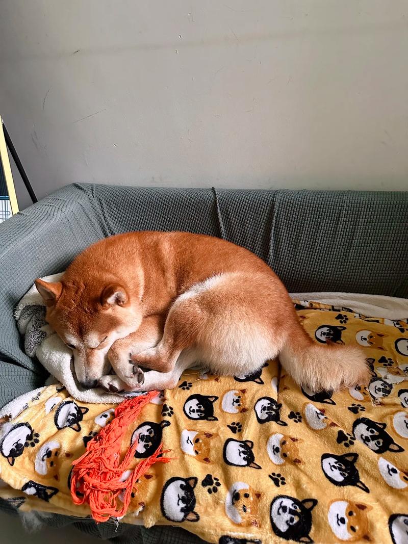 狗狗缺乏安全感的表现,狗狗没有安全感的原因-第1张图片-后鲨宠物 狗狗缺乏安全感的表现,狗狗没有安全感的原因-第1张图片-后鲨宠物