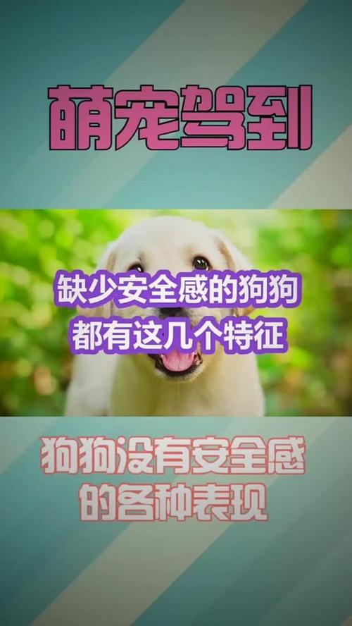 狗狗缺乏安全感的表现,狗狗没有安全感的原因-第2张图片-后鲨宠物 狗狗缺乏安全感的表现,狗狗没有安全感的原因-第2张图片-后鲨宠物