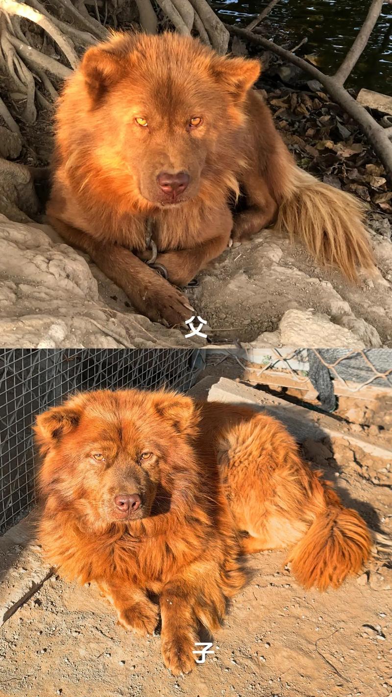 狗狗缺乏安全感的表现,狗狗没有安全感的原因-第3张图片-后鲨宠物 狗狗缺乏安全感的表现,狗狗没有安全感的原因-第3张图片-后鲨宠物