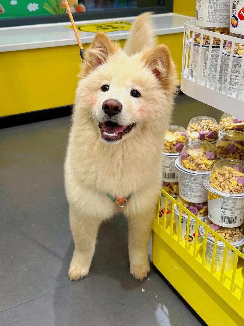 狗狗缺乏安全感的表现,狗狗没有安全感的原因-第5张图片-后鲨宠物 狗狗缺乏安全感的表现,狗狗没有安全感的原因-第5张图片-后鲨宠物